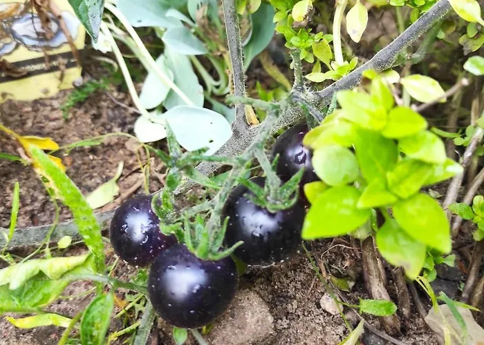 La Maison - Bett & Bike ベッド・アンド・ブレックファスト プリッツヴァルク