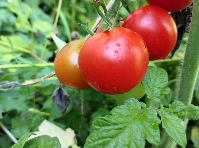 Bed & Breakfast La Maison - Bett & Bike